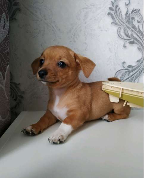 Щенки чихуахуа