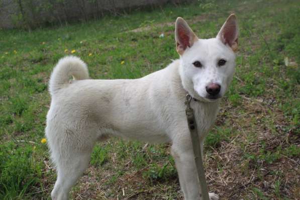 Собака в хорошие руки в Санкт-Петербурге фото 4