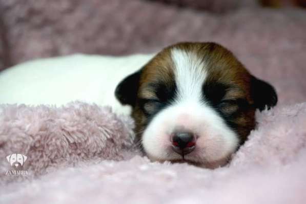 Щенки Джек Расселл Терьера FCI в фото 8