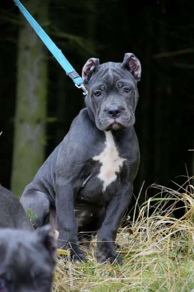 Cane Corso puppy в фото 14