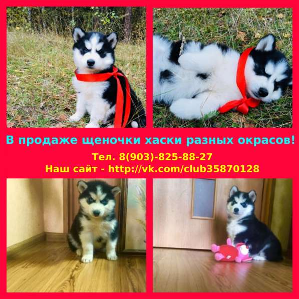 Хасята щенки