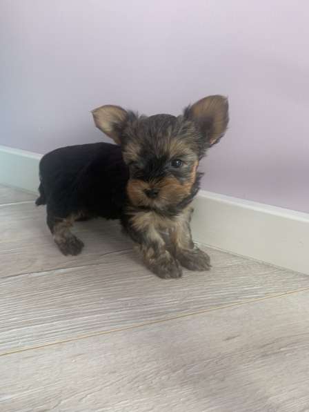 Йоркширский терьер в Москве фото 5