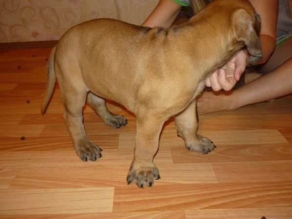 Палевые и тигровые щенки немецкого дога в Москве фото 4