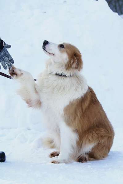 Умница и красавица Деми ищет дом! в Москве фото 8