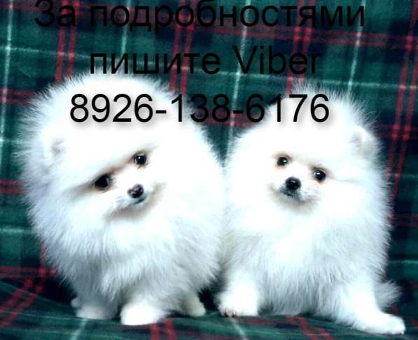 Щенята померанского шпица