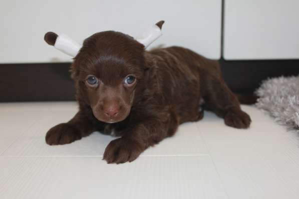 Пуховый шоколадный мальчик КХС в Москве фото 19