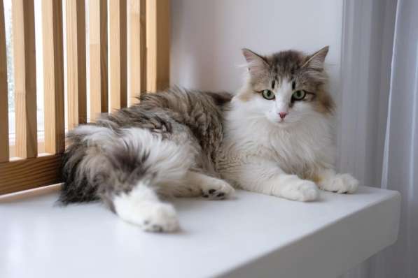 Кошка Вафля ищет дом в Екатеринбурге фото 3