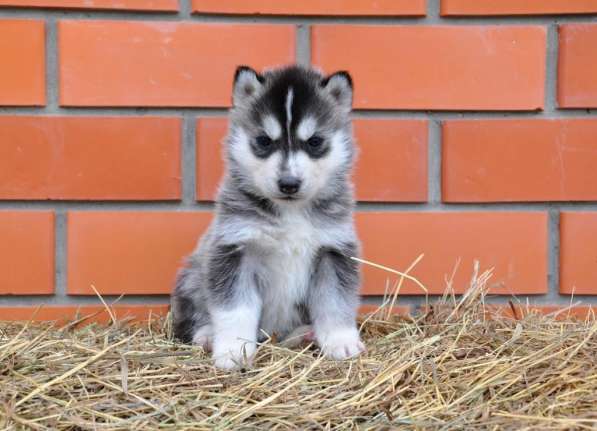 Две высокопородные девочки Хаски от Чемпионов! в Тюмени фото 15