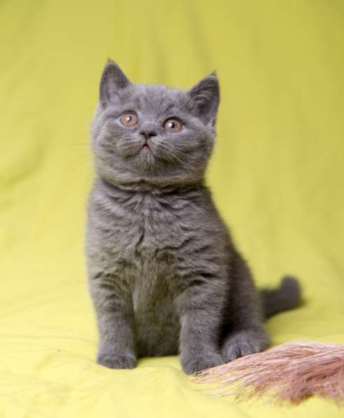 Британская голубая принцесса в Москве фото 4