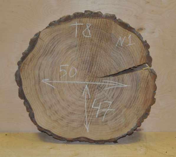 Поперечные спилы карагач