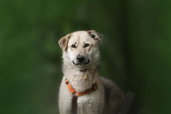 Ищет дом Ромео #ромео_дубоваяроща в Москве фото 39