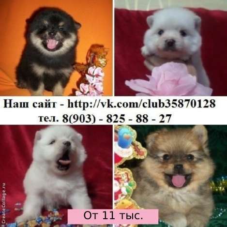 Щенята шпицы