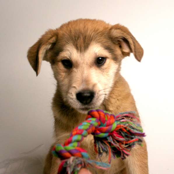 Малыши ищут семью: собачки в дар в Химках фото 12