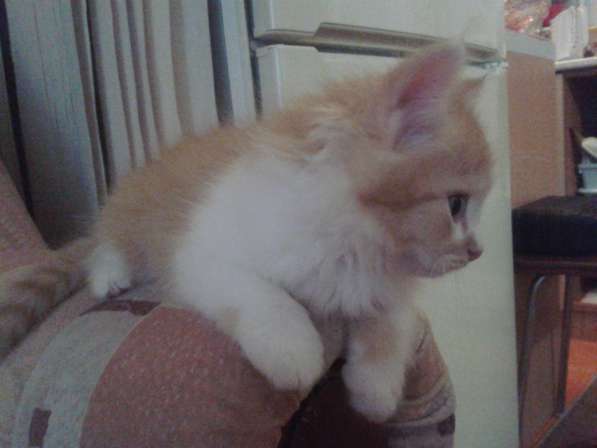 Рыже -белая котейка в Тюмени фото 4