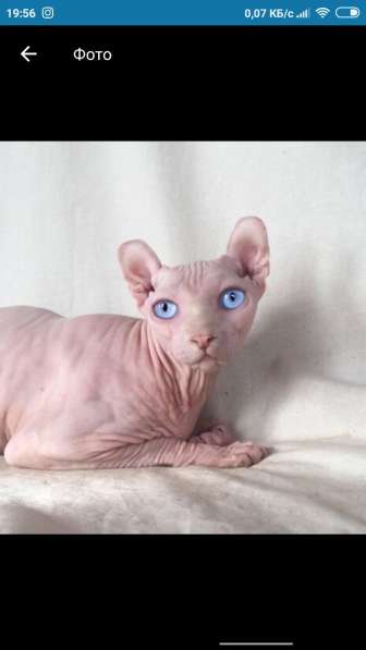 Котенок, девочка в Ялте фото 3