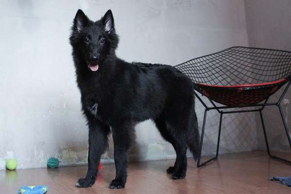 Щенки Грюнендаль и Тервюрен в Москве фото 10