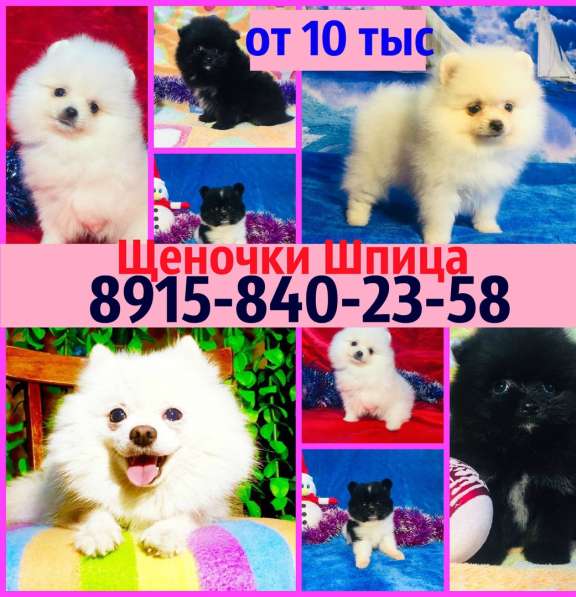 Щеночки Шпица. очаровательные!!!!!!!!!