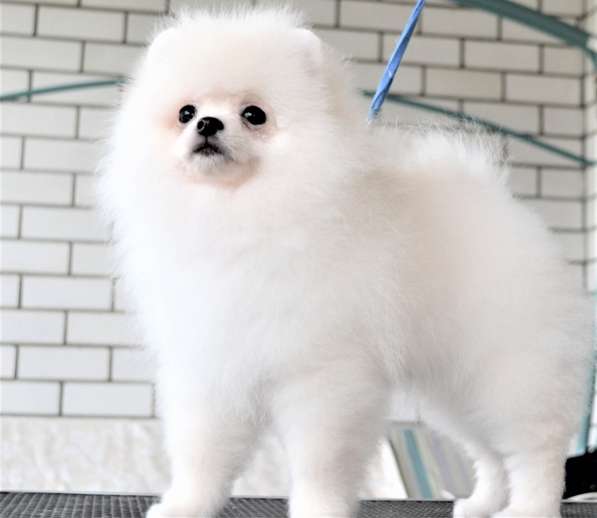 Щенки померанского шпица (Pomeranian) в Воронеже