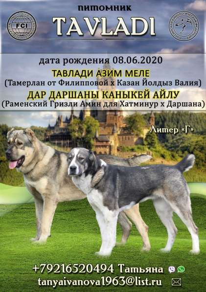 Высокопородные щенки САО (Алабай) в Краснодаре фото 14