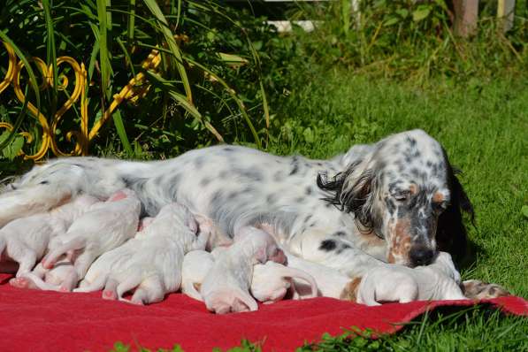 Английский сеттер щенки из элитного питомника в Москве фото 176