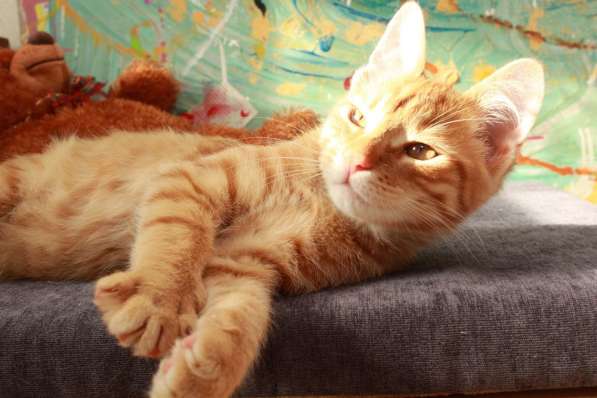 Котенок в добрые руки. Солнечный Рыжик в Калуге фото 3
