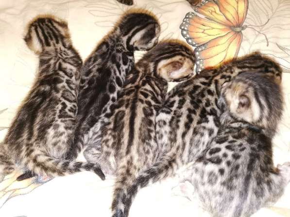 Бенгальские котята❤️ в Перми фото 14