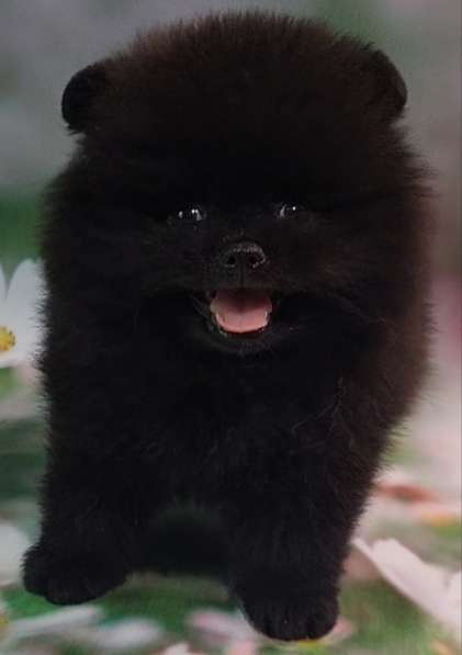 Померанский шпиц. Black в фото 5