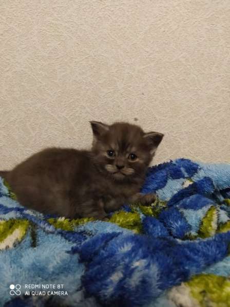 Шотландская кошечка в Кирово-Чепецке фото 10