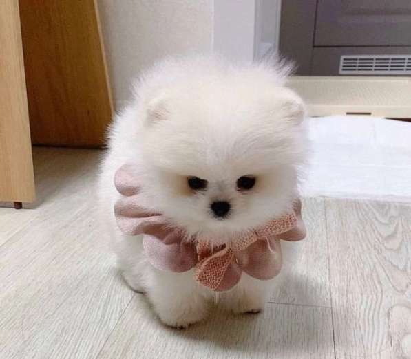 Померанский шпиц в Москве фото 3