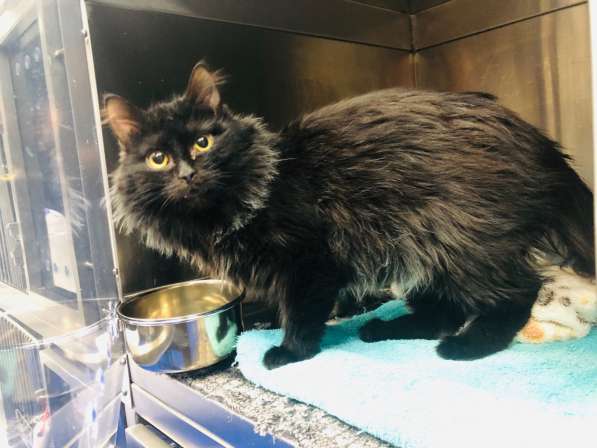 Красавец Пастернак ищет дом в Москве фото 8