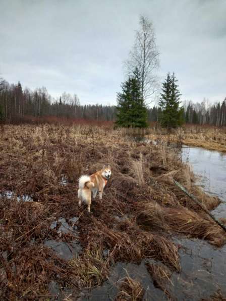 Охотничьи собаки западно сибирский лайки в Нижнем Новгороде фото 3