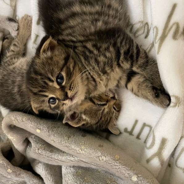 Шикарный котенок, 1,5 месяца, от правильной вязки в фото 5