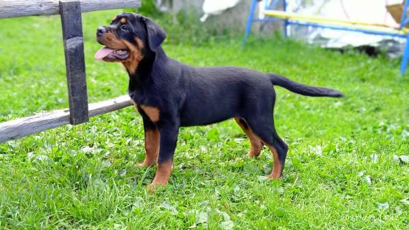 Предлагаю замечательных щенков от титулованных родителей в Москве фото 5