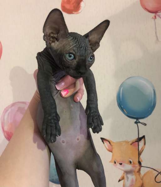 Канадский сфинкс котята в Новосибирске фото 3