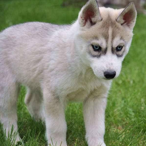 Две высокопородные девочки Хаски от Чемпионов! в Тюмени фото 10