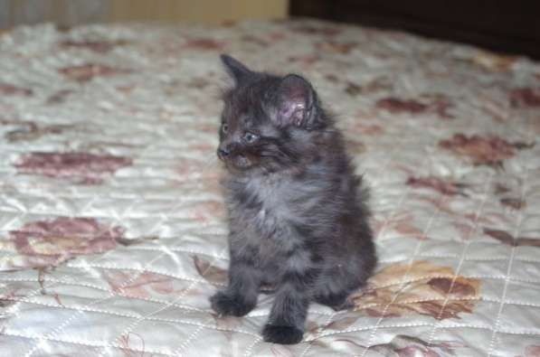 Котята-рысята в Орле фото 3