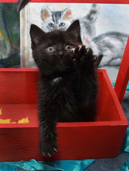 Котенок в добрые руки. Черная малютка в Калуге фото 7