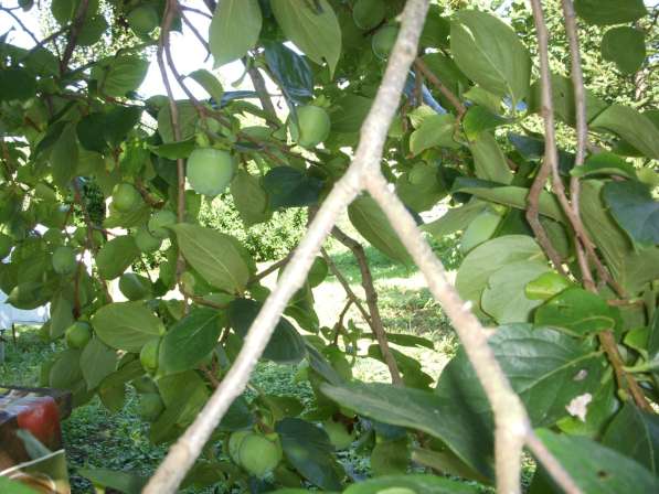 Продаю щенков немецкой овчарки в Адлере фото 9