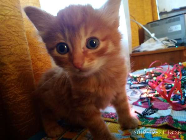 Отдам котенка в добрые руки! в Братске фото 8
