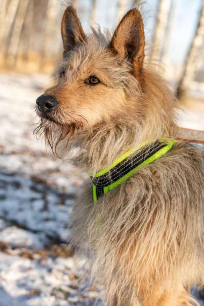 Трогательный Чарлик ищет дом в Москве фото 35