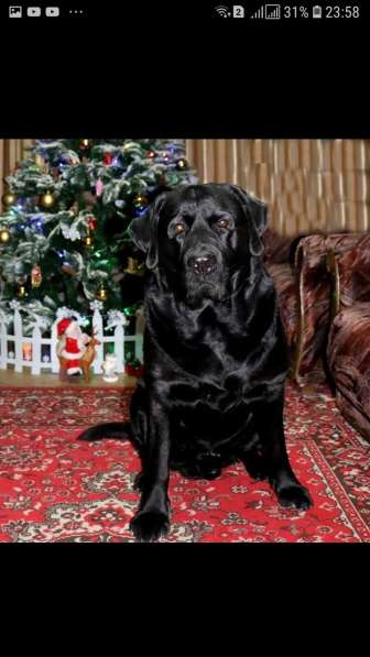 Labrador Retriver