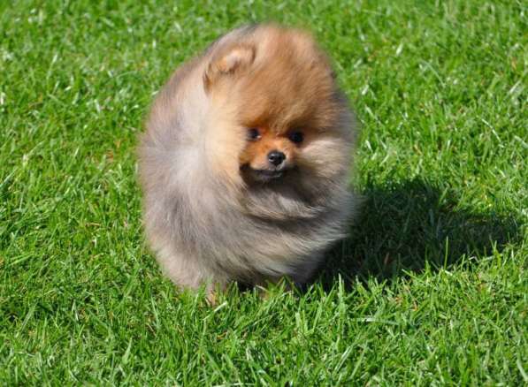 Мини-мишка девочка померанского шпица. Крошечная в фото 5