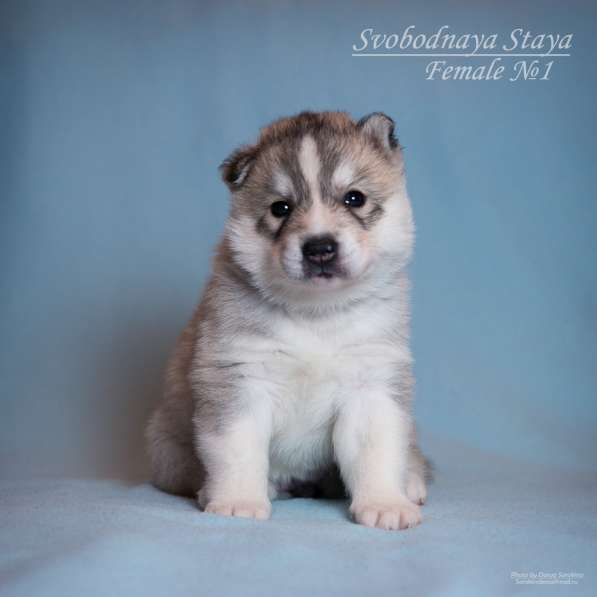 Питомник, щенки хаски в Москве фото 15