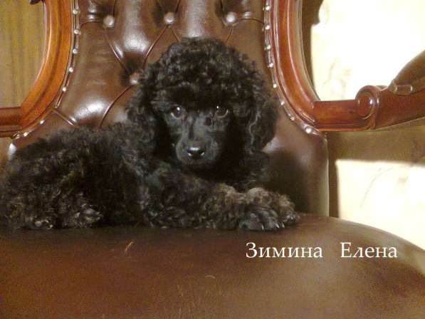 Девочка миниатюрного пуделя черно-подпалого окраса (фантом) в Москве фото 3