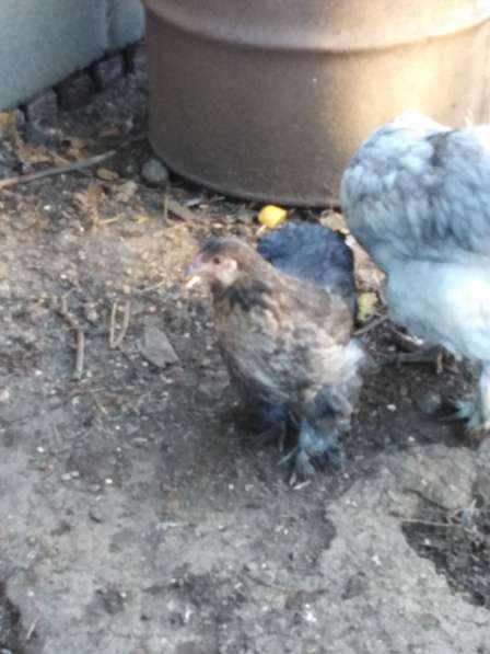 Павловские золотые и кохинхины в Зарайске фото 23