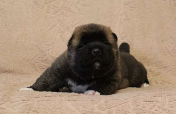 Щенки Американской акиты в Санкт-Петербурге фото 7