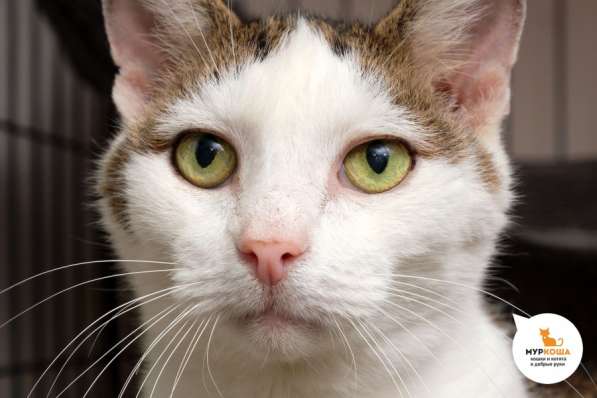 Котик Даймон