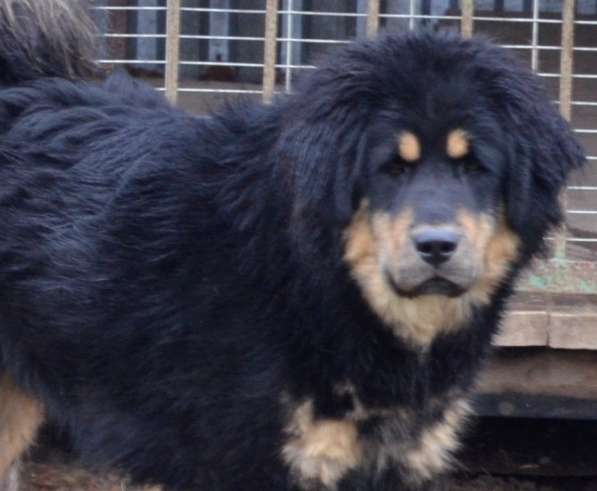 Тибетский мастиф - лучший страж на территории в Москве фото 165