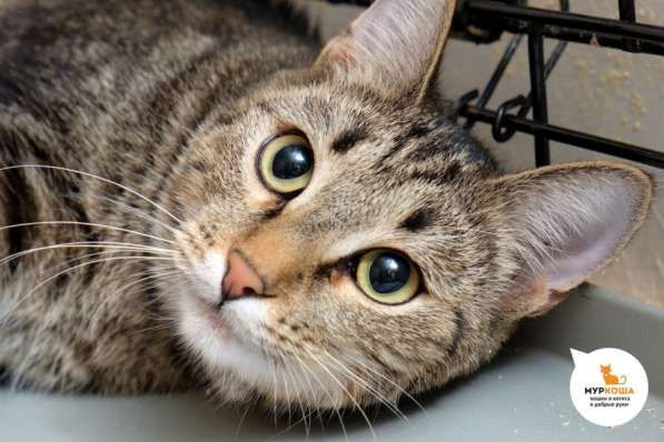 Кошечка Шенди в Москве