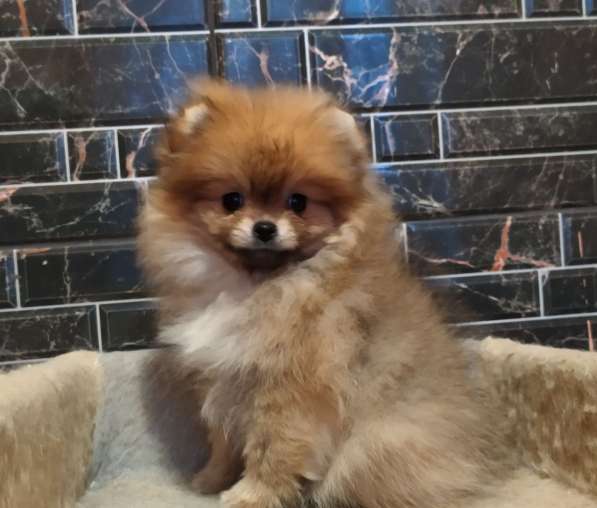 Pomeranian spitz. Orange mini girl в фото 4